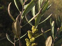 Myrica gale 4, Wilde gagel, Saxifraga-Jan van der Straaten