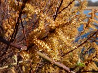 Myrica gale 43, Wilde gagel, Saxifraga-Ed Stikvoort
