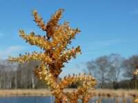 Myrica gale 45, Wilde gagel, Saxifraga-Ed Stikvoort