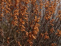 Myrica gale 5, Wilde gagel, Saxifraga-Jan van der Straaten