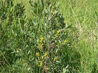 Myrica gale 52, Wilde gagel, Saxifraga-Michiel Drok