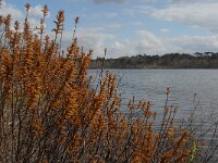 Myrica gale 8, Wilde gagel, Saxifraga-Jan van der Straaten