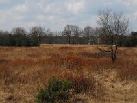 Myrica gale 9, Wilde gagel, Saxifraga-Jan van der Straaten