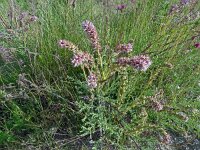 Myricaria germanica 2, Saxifraga-Hans Grotenhuis