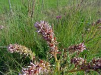 Myricaria germanica 3, Saxifraga-Hans Grotenhuis