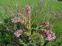 Myricaria germanica 4, Saxifraga-Hans Grotenhuis