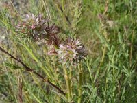 Myricaria germanica 5, Saxifraga-Hans Grotenhuis