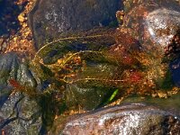 Myriophyllum alterniflorum 5, Teer vederkruid, Saxifraga-Hans Grotenhuis