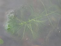 Myriophyllum verticillatum 1, Kransvederkruid, Saxifraga-Rutger Barendse
