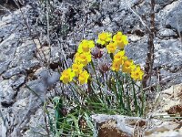 Narcissus assoanus 13, Saxifraga-Harry Jans