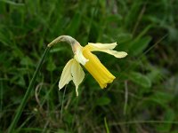 Narcissus bicolor 1, Saxifraga-Dirk Hilbers