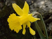 Narcissus bugei 1, Saxifraga-Willem van Kruijsbergen