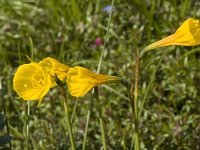 Narcissus bulbocodium 1, Saxifraga-Willem van Kruijsbergen