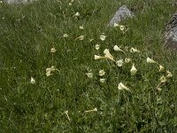Narcissus bulbocodium 46, Saxifraga-Willem van Kruijsbergen