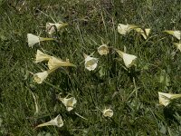Narcissus bulbocodium 47, Saxifraga-Willem van Kruijsbergen