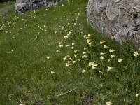 Narcissus bulbocodium 48, Saxifraga-Willem van Kruijsbergen