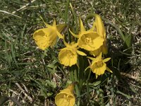 Narcissus bulbocodium 56, Saxifraga-Willem van Kruijsbergen