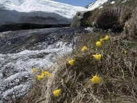 Narcissus bulbocodium 62, Saxifraga-Willem van Kruijsbergen
