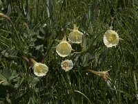 Narcissus bulbocodium 67, Saxifraga-Willem van Kruijsbergen