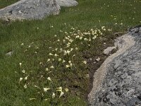 Narcissus bulbocodium 71, Saxifraga-Willem van Kruijsbergen