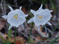 Narcissus cantabricus 2, Saxifraga-Harry Jans