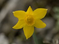 Narcissus cuatrecasii 1, Saxifraga-Willem van Kruijsbergen