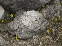 Narcissus cuatrecasii 14, Saxifraga-Willem van Kruijsbergen