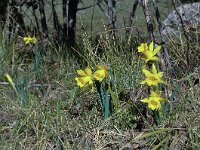 Narcissus hispanicus 2, Saxifraga-Harry Jans