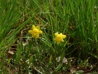 Narcissus jonquila 1,Saxifraga-Dirk Hilbers