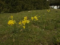Narcissus juncifolius 2, Saxifraga-Jan van der Straaten
