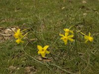 Narcissus juncifolius 3, Saxifraga-Jan van der Straaten