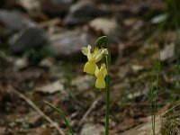 Narcissus pallidulus 1, Saxifraga-Dirk Hilbers