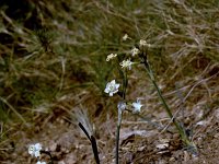 Narcissus panizzianus 1, Saxifraga-Rutger Barendse