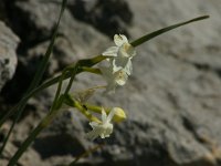 Narcissus papyraceus 1, Saxifraga-Dirk Hilbers