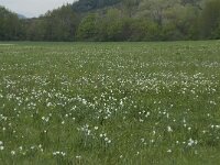 Narcissus poeticus 14, Witte narcis, habitat, Saxifraga-Willem van Kruijsbergen