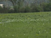 Narcissus poeticus 15, Witte narcis, habitat, Saxifraga-Willem van Kruijsbergen