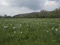 Narcissus poeticus 16, Witte narcis, habitat, Saxifraga-Willem van Kruijsbergen