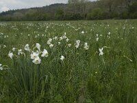Narcissus poeticus 17, Witte narcis, habitat, Saxifraga-Willem van Kruijsbergen