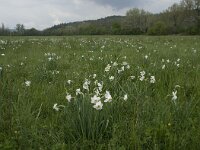 Narcissus poeticus 18, Witte narcis, habitat, Saxifraga-Willem van Kruijsbergen