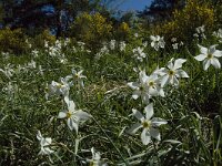 Narcissus poeticus 26, Witte narcis, Saxifraga-Jan van der Straaten