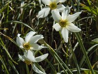Narcissus poeticus 31, Witte narcis, Saxifraga-Jan van der Straaten