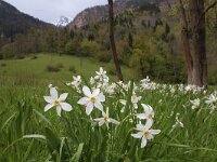 Narcissus poeticus 37, Witte narcis, Saxifraga-Jeroen Willemsen