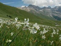 Narcissus poeticus 46, Witte narcis, Saxifraga-Harry Jans