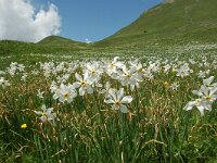 Narcissus poeticus 47, Witte narcis, Saxifraga-Harry Jans