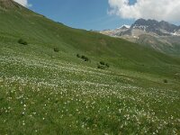 Narcissus poeticus 48, Witte narcis, Saxifraga-Harry Jans