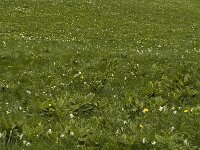 Narcissus poeticus 5, Witte narcis, Saxifraga-Jan van der Straaten