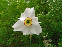 Narcissus poeticus 50, Witte narcis, Saxifraga-Hans Grotenhuis