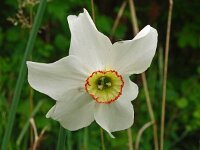 Narcissus poeticus 51, Witte narcis, Saxifraga-Hans Grotenhuis