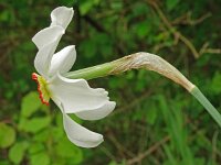 Narcissus poeticus 52, Witte narcis, Saxifraga-Hans Grotenhuis