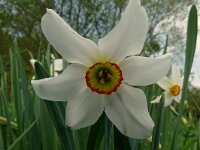 Narcissus poeticus 53, Witte narcis, Saxifraga-Hans Grotenhuis